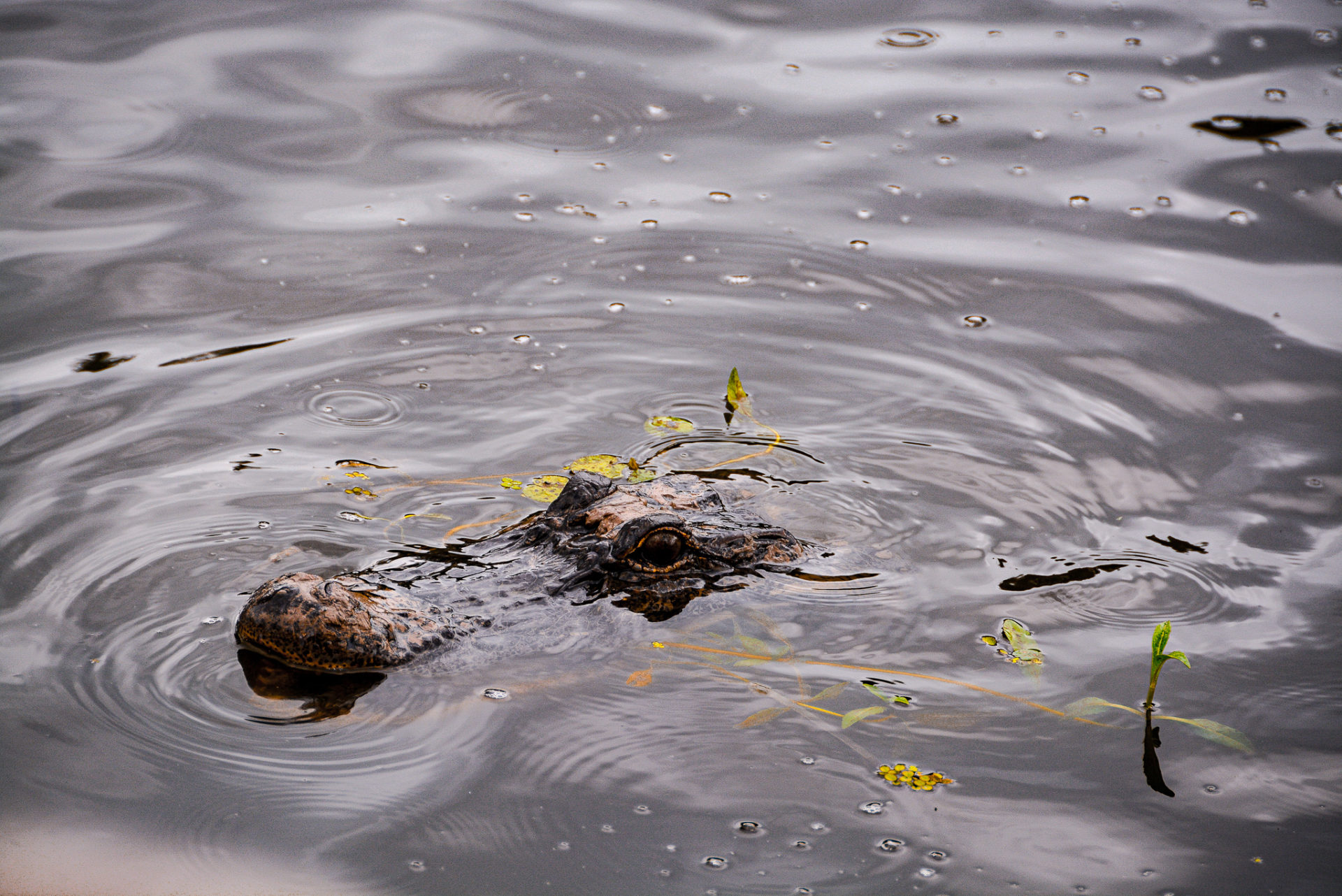Kopf eines Alligators im Regen