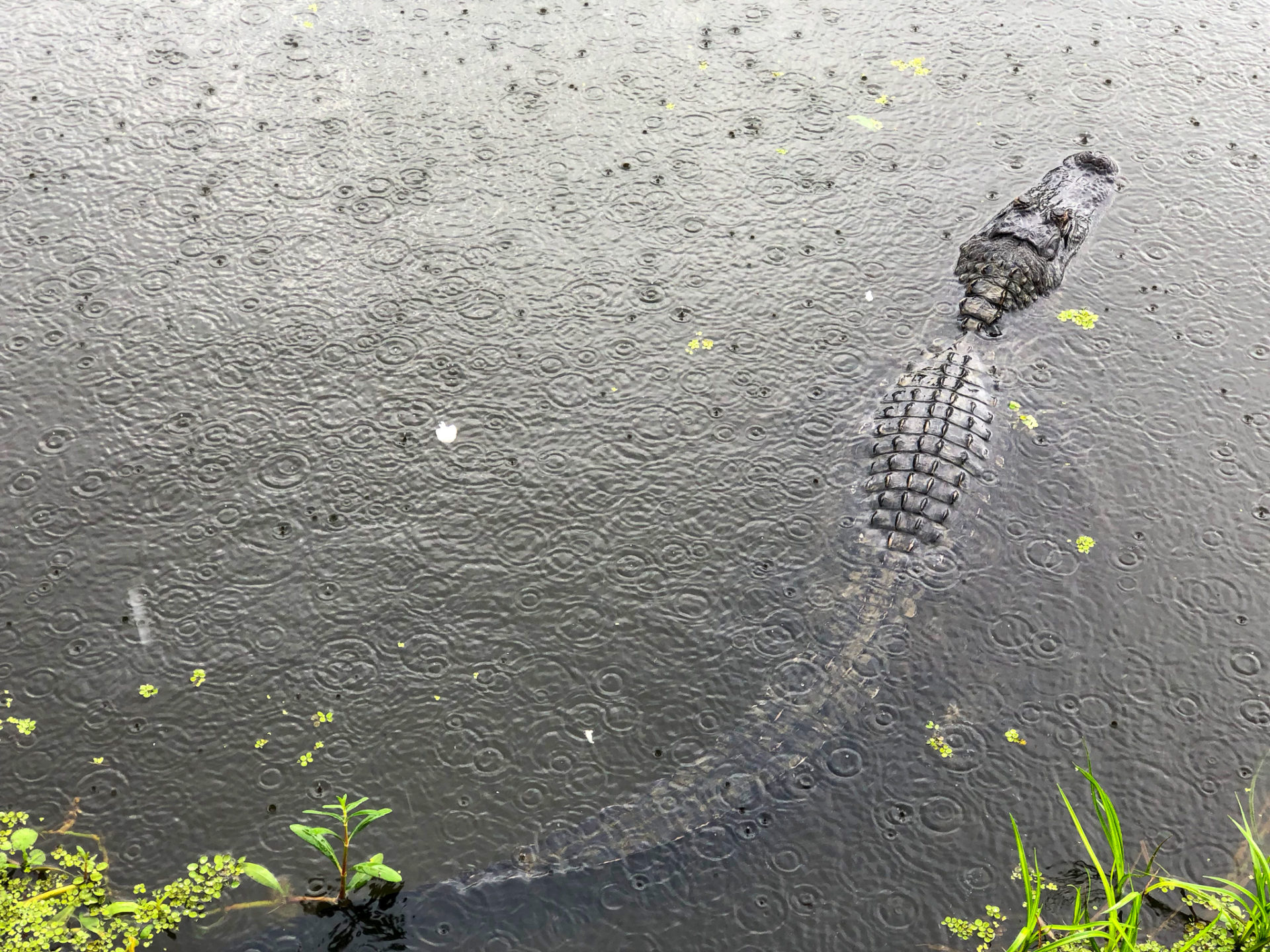 Ein Alligator im Regen in den Bayous