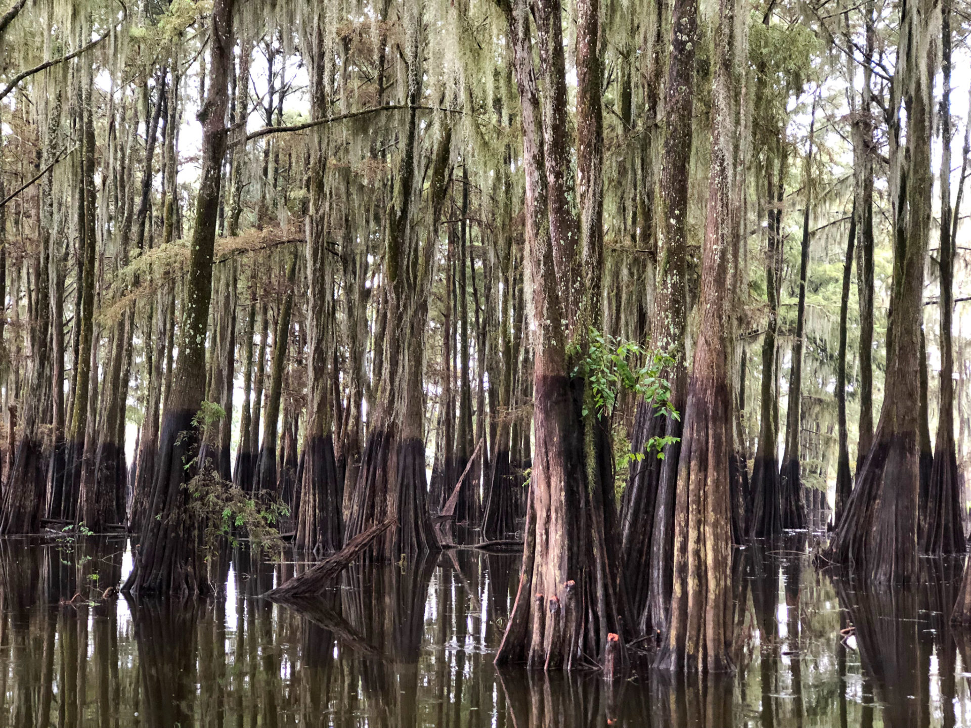 Stämme von Sumpfzypressen bei Henderson in Louisiana, also einem kleinen Dorf in Louisiana