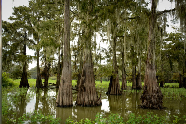 Knorrige Stämme von Sumpfzypressen in den Bayous von Louisiana