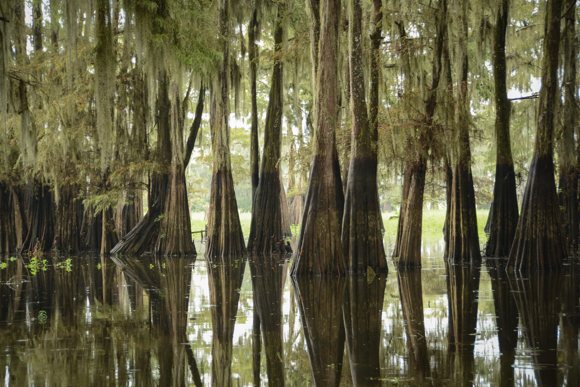 Die Stämme von Sumpfzypressen spiegeln sich im Wasser