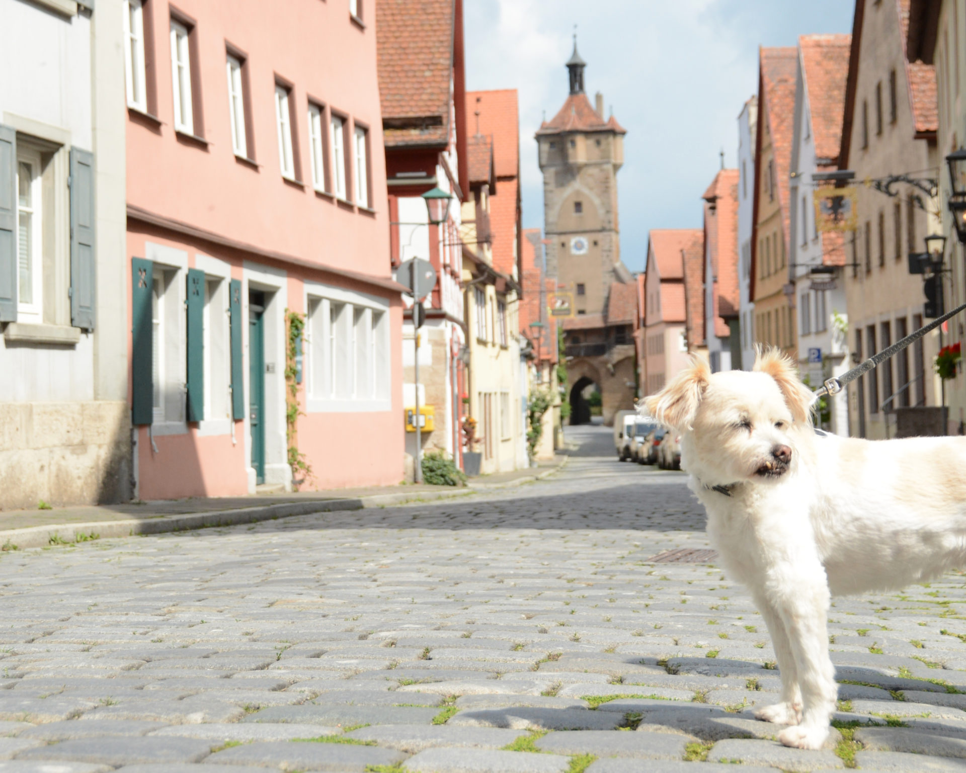 Hund auf Kopfsteinpflaster vor Stattor in Rothenburg ob der Tauber