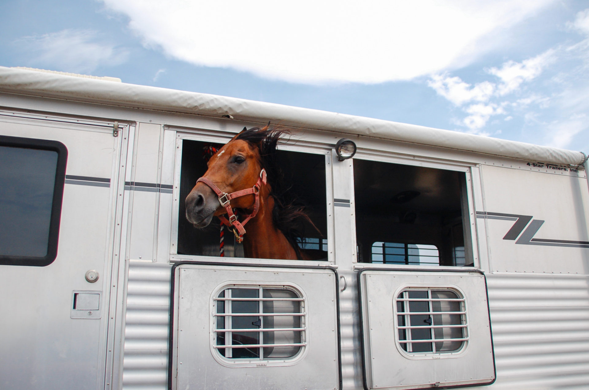 Ein Rennpferd schaut aus einem Transporter in Houston, Texas