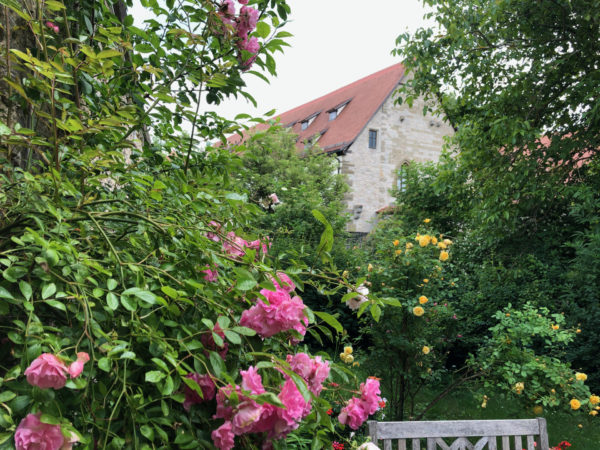 Rosenstöcke im Burggarten von Rothenburg