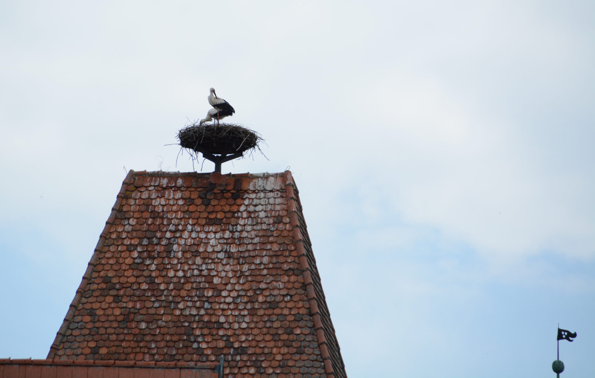 Störche in ihrem Nest auf einem Dach in Rothenburg ob der Tauber