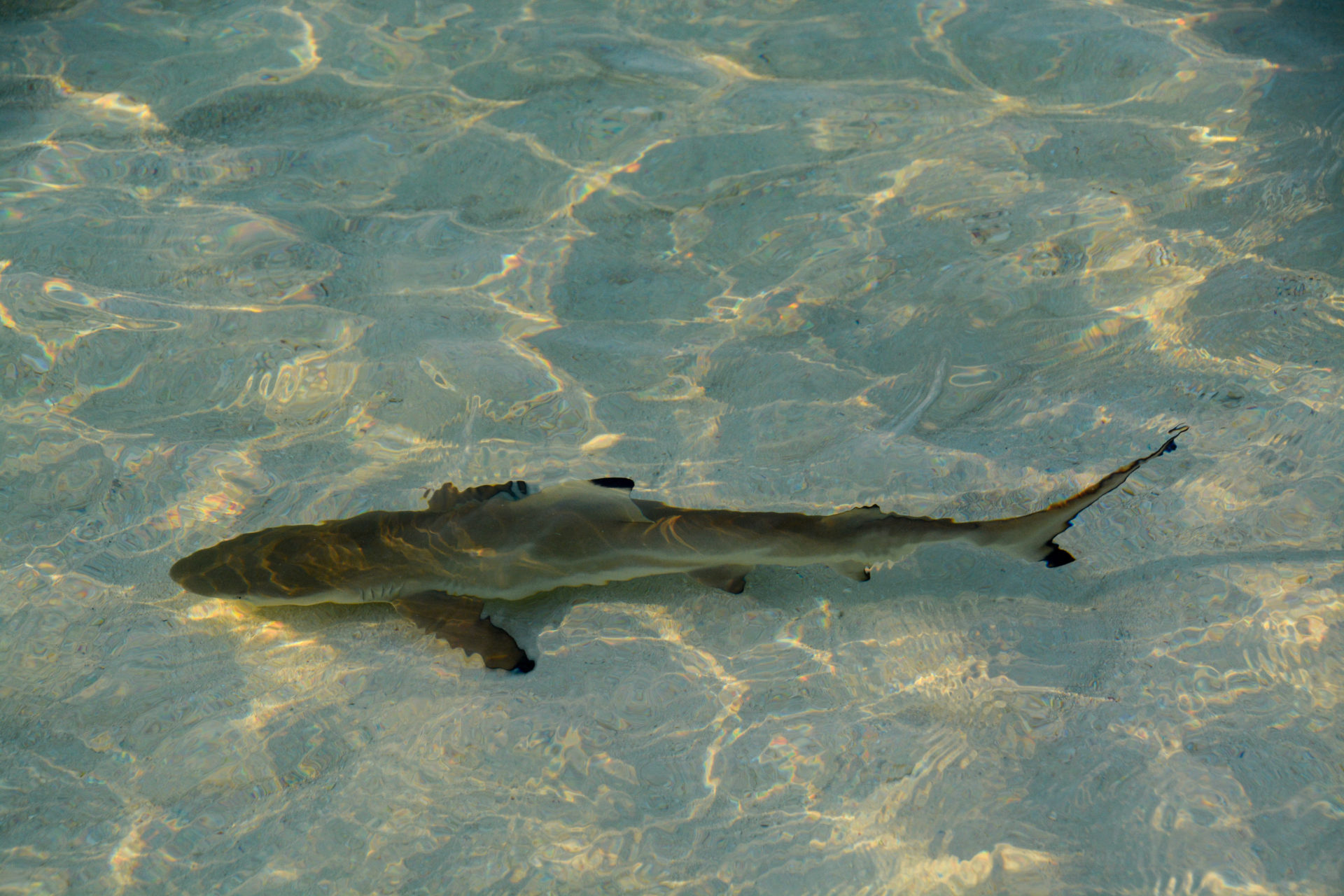 Babyhai im Küstengewässer vor Mirihi Island