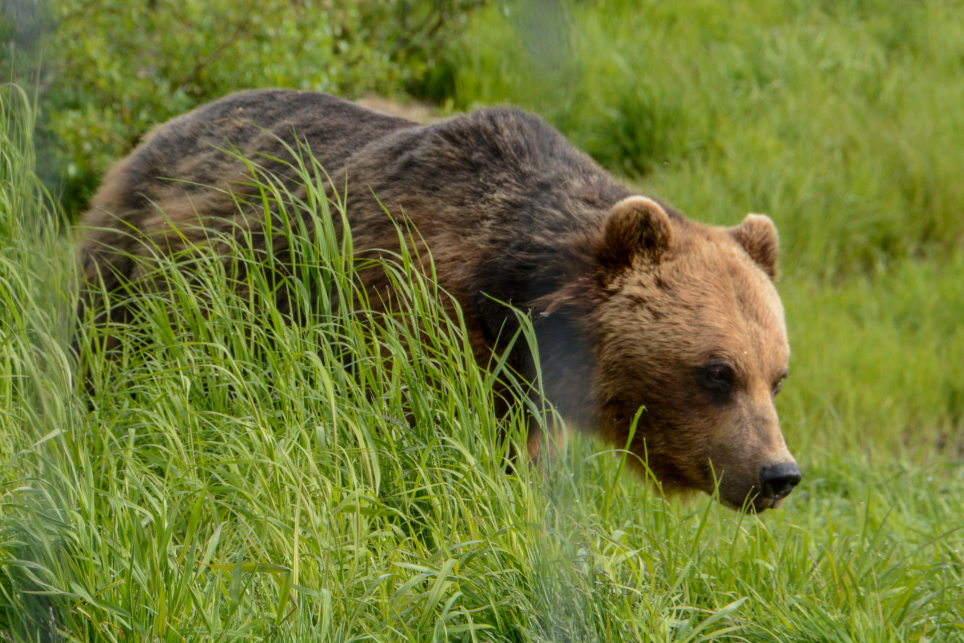 Kleine Abenteuer in Alaska Braunbär in einem Wildgehege