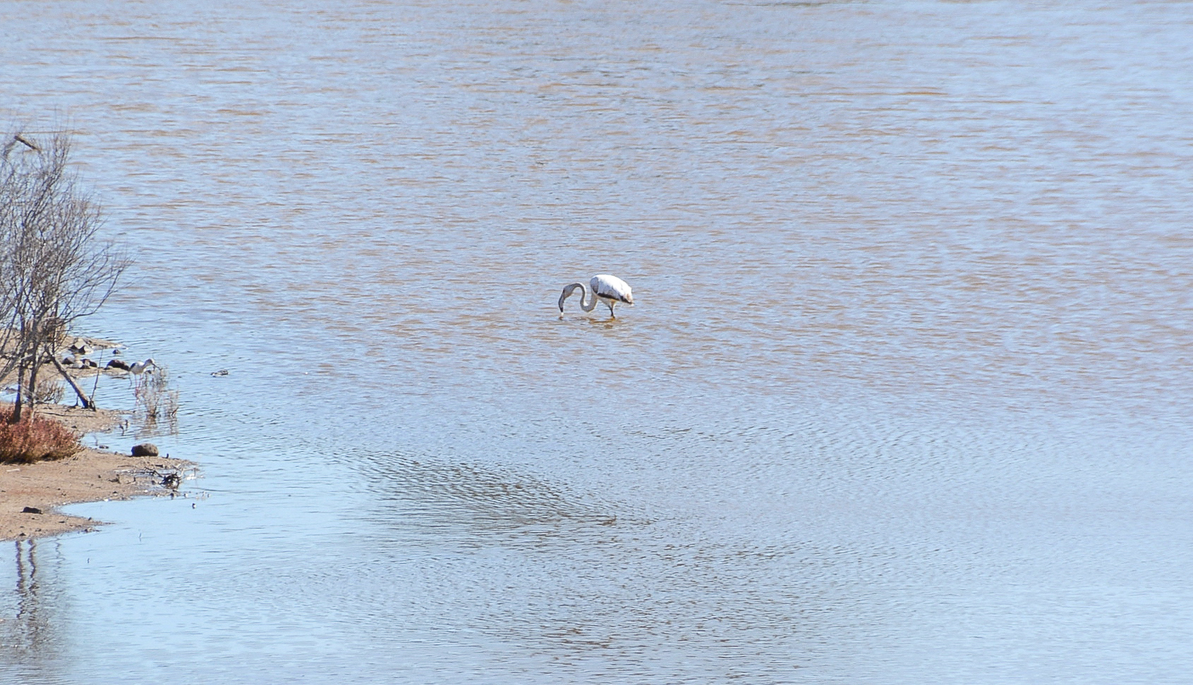 Flamingo im Mündungsdelta des Guadalhorce bei Málaga