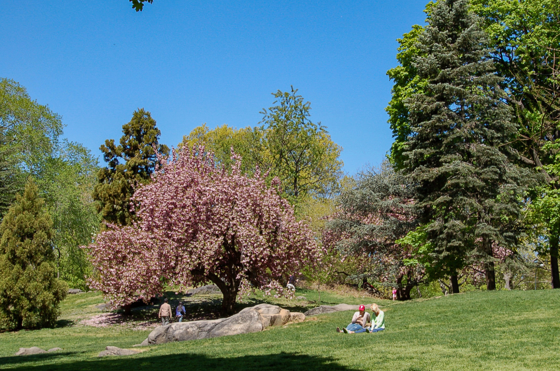 Zwei Pärchen mit Kirschbaum im Central Park in Manhattan