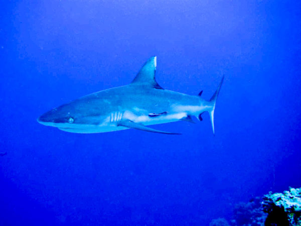Haie bei Palau sind die Superstars der Evolution