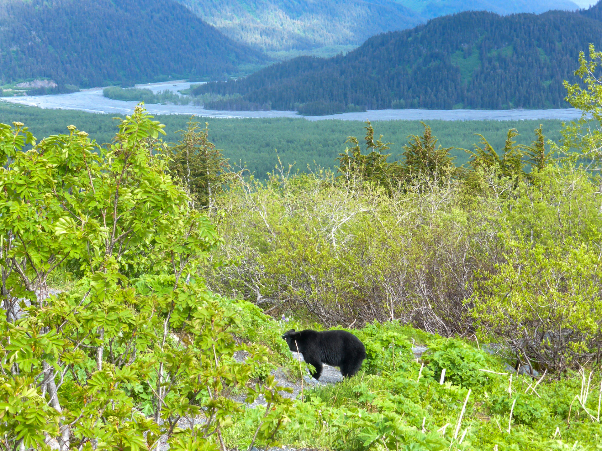 Schwarzbär auf dem Rückweg von der Gletscherwanderung bei Seward