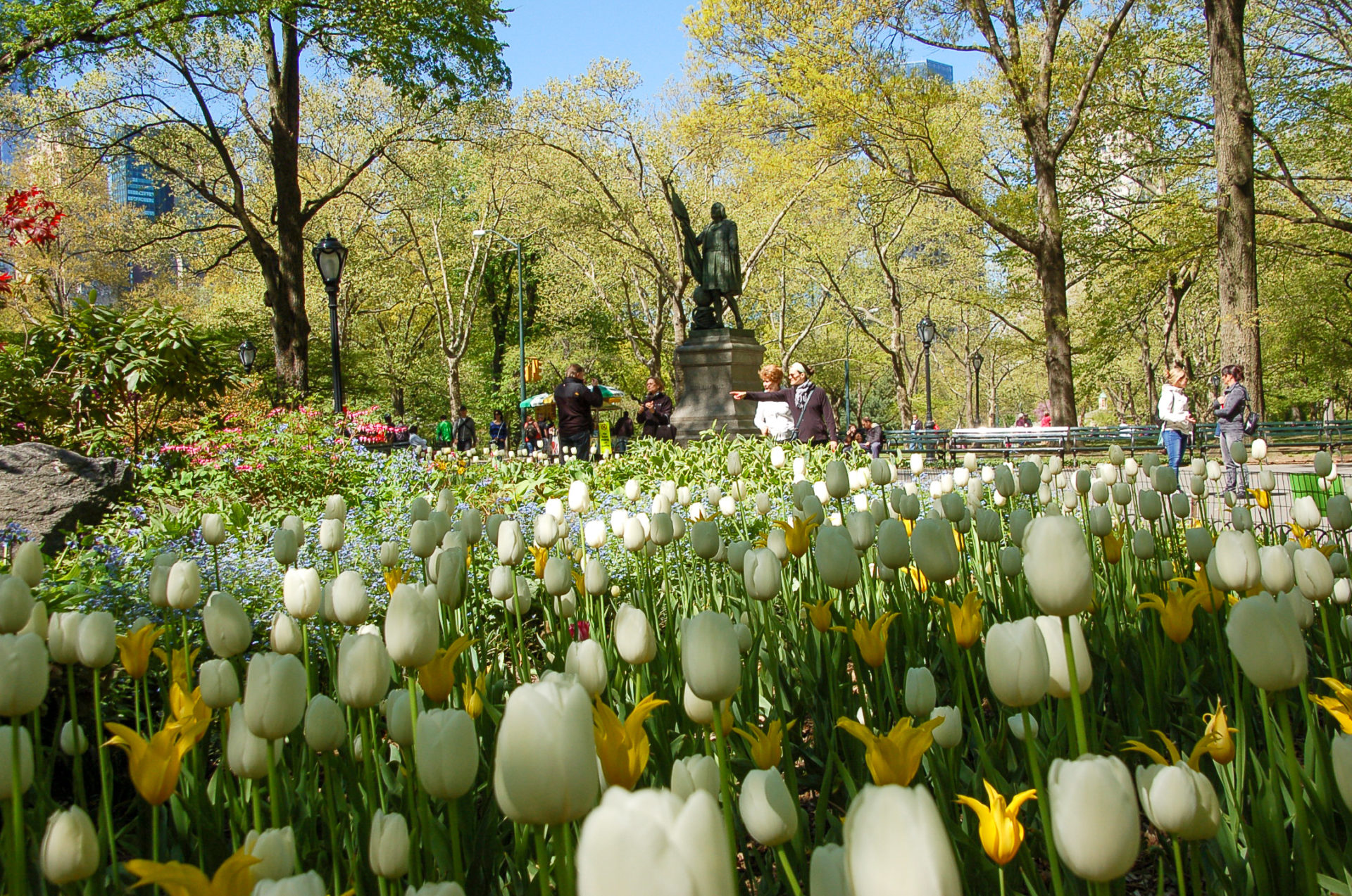 Tulpenfeld im Central Park während des Frühlings in New York