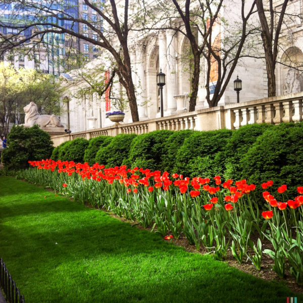Eine Reihe roter Tulpen im New Yorker Frühling