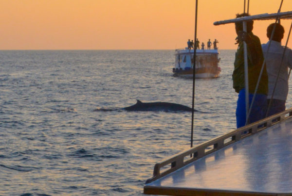 Walbeobachtung auf den Malediven