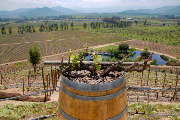 Weingut zwischen Santiago und Valparaiso im Central Valley in Chile