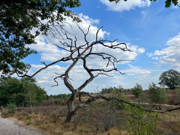 Skelett eines abgestorbenen Baumes auf dem Hügelrücken von Salland