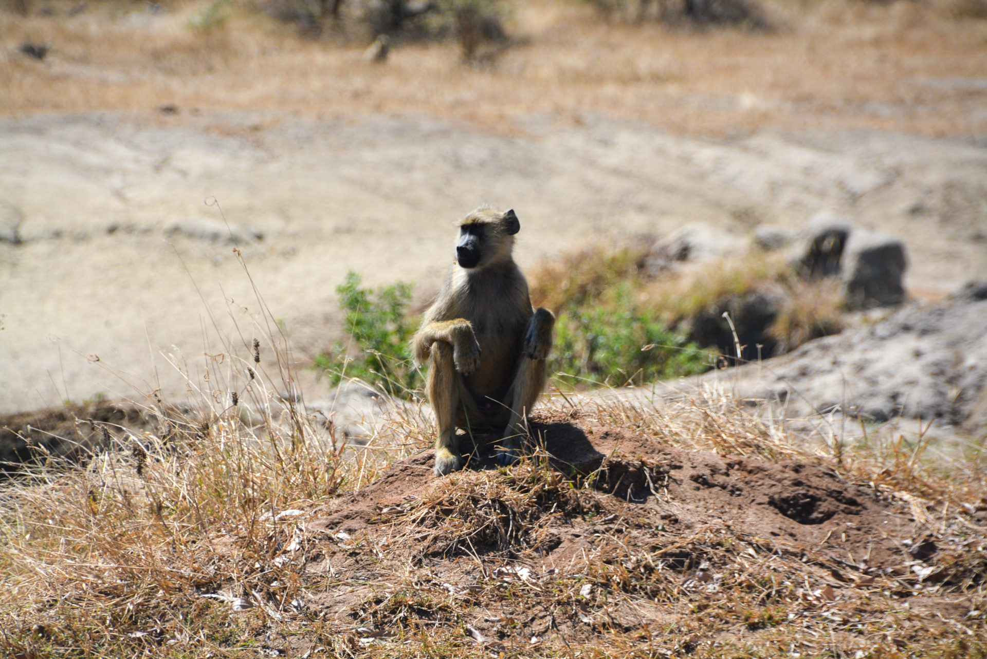 Ein Affe ruht auf einem Erdhaufen im Selous Game Reserve