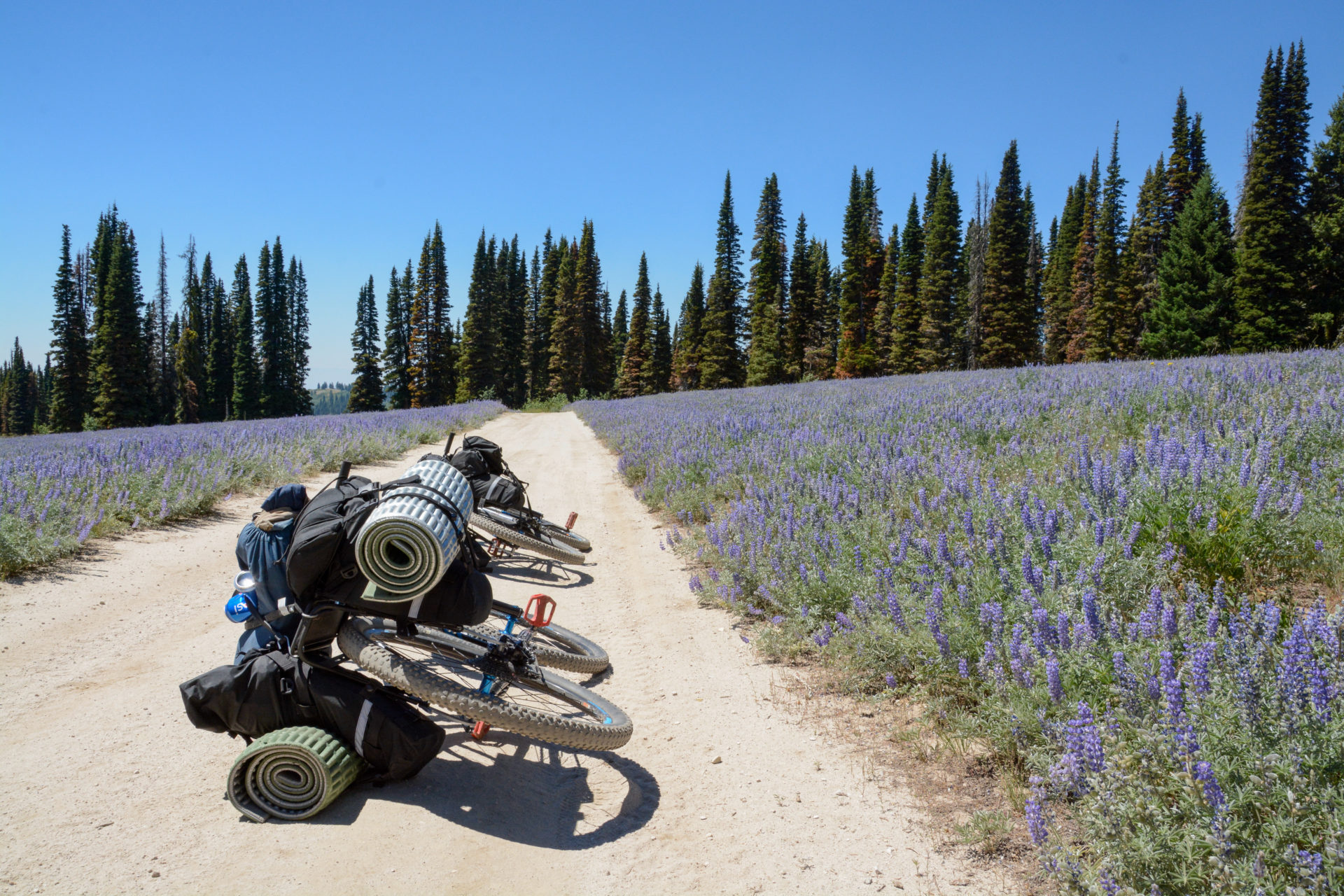 Schwer bepackte Mountainbikes in einer Landschaft voller Lupinen bei Boise in Idaho