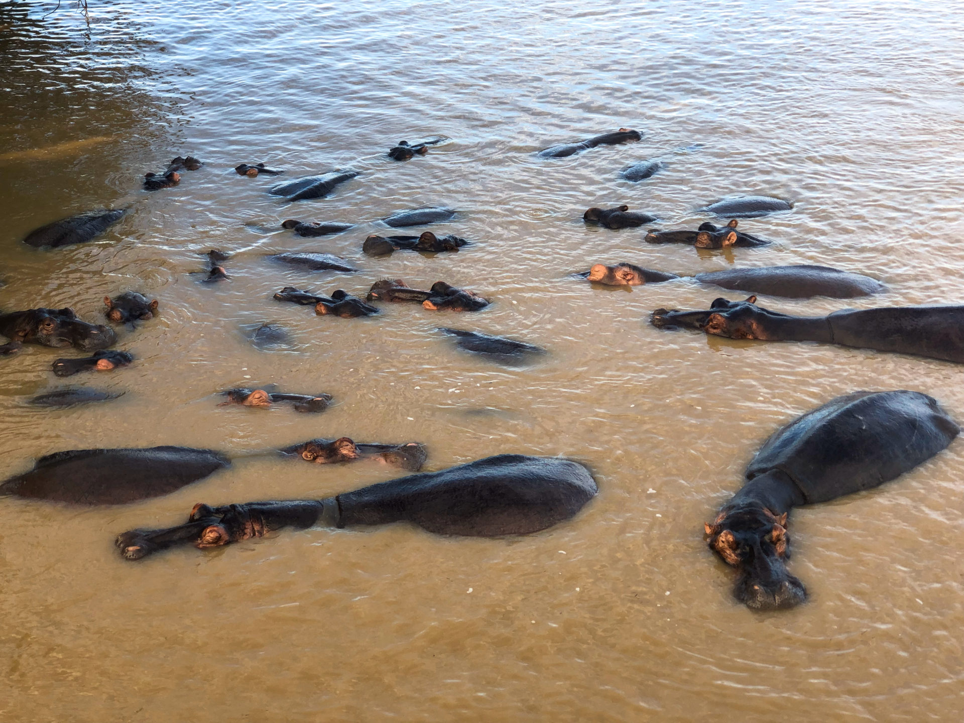 Dutzende Flusspferde auf einem Haufen im Saint Lucia River im iSimangaliso Wetland Park