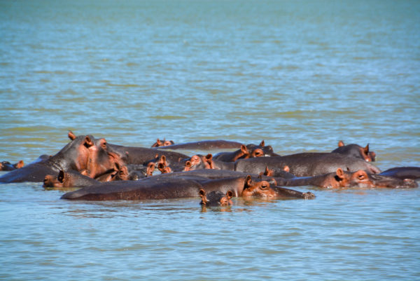 Flusspferdfamilie in einem Gewässer im Selous Park