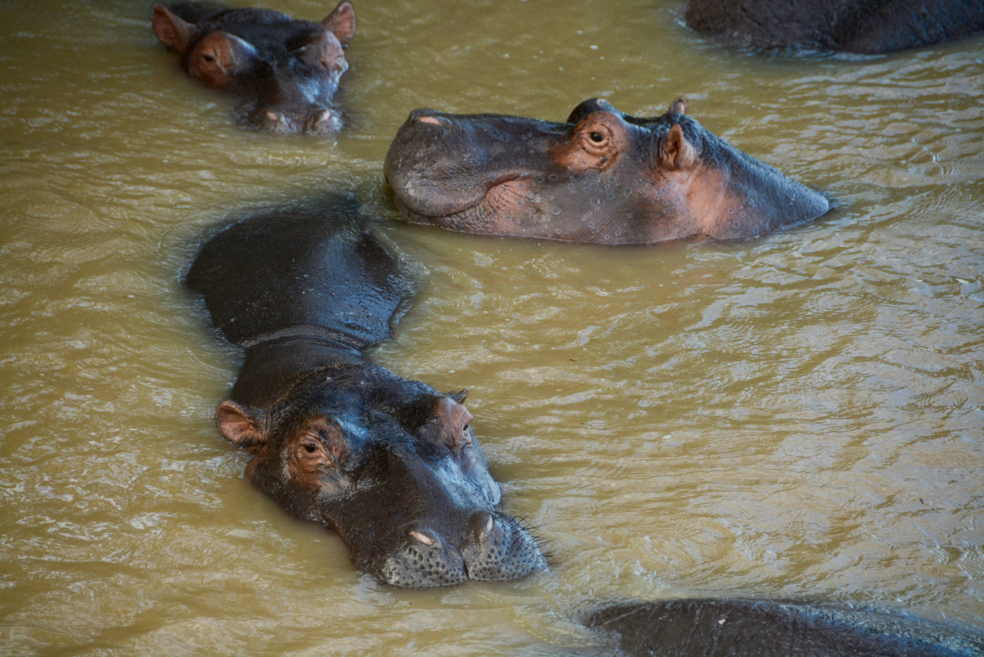 Köpfe von Hippos in Südafrika