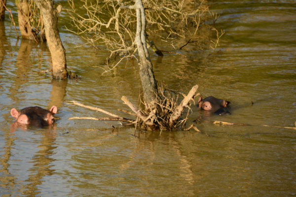Zwei Hippos nahe einer Mangrove im Saint Lucia River