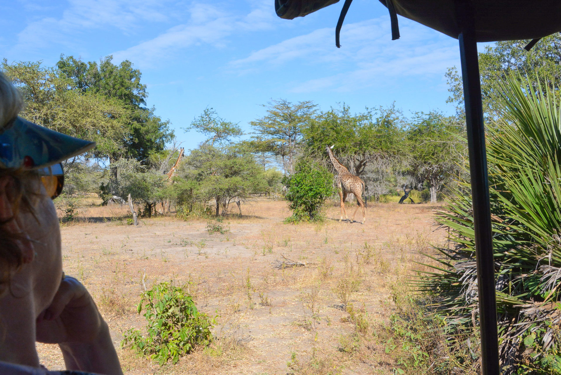 Touristin blickt auf Safari-Fahrzeug auf Giraffe in Tansania