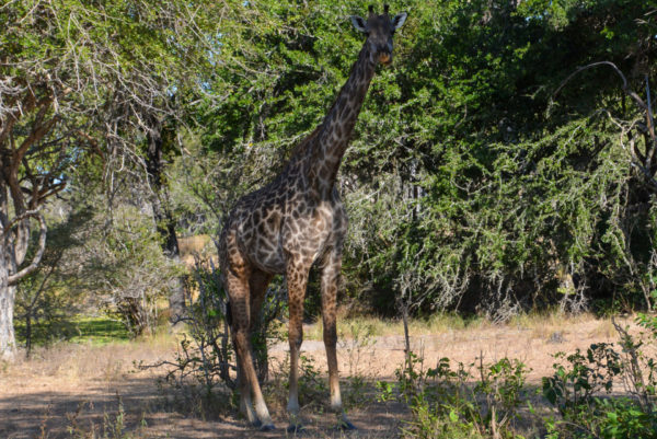 Giraffe im Gestrüpp des Selous Park in Tansania