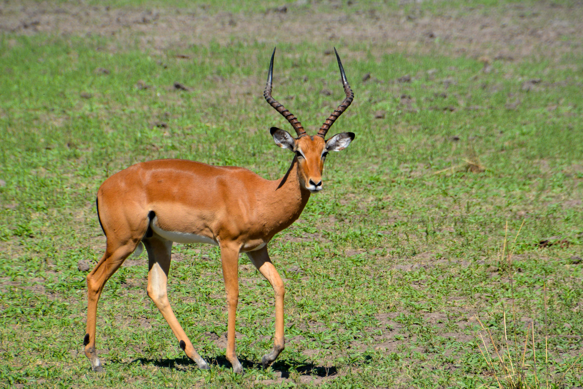 Antilope im Selous Park