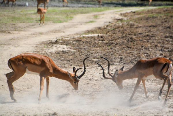 Zwei kämpfende Antilopen mit mächtigen Hörnern im Selous Game Reserve