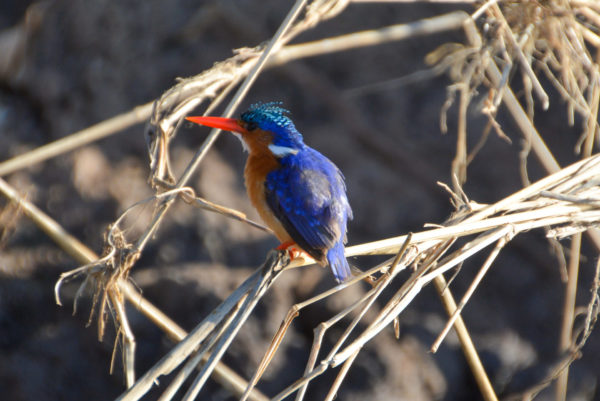 Kingfisher im Selous Game Reserve