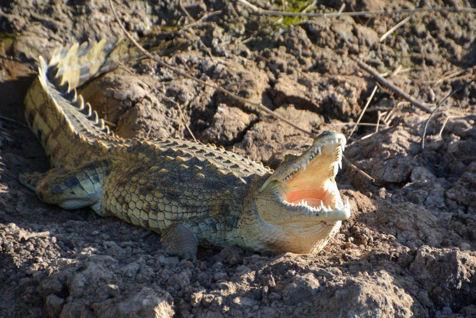 Krokodil mit weit aufgerissenem Maul in Tansania