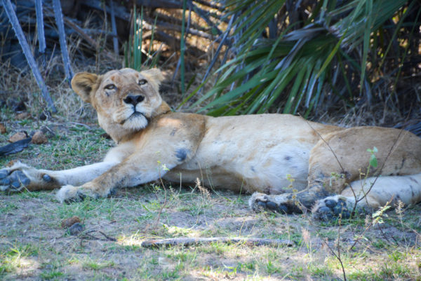 Auf dem Boden liegende Löwin im Selous Game Reserve