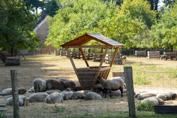 Schafe im Nationalpark in den Niederlanden