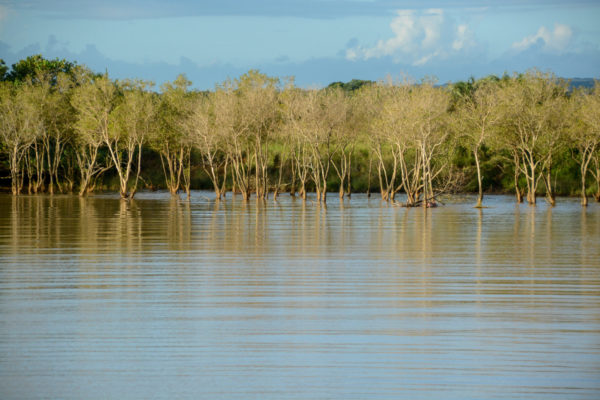 Mangroven im iSimangaliso Wetland Park