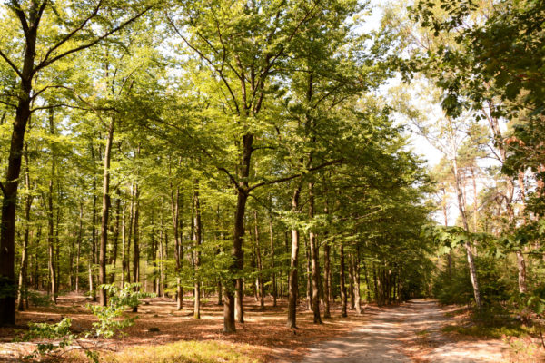 Waldgebiet mit Wanderweg im anderen Holland