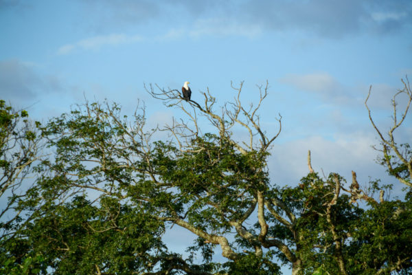 Weißkopfseeadler in einer Baumspitze im iSimangaliso Wetland Park