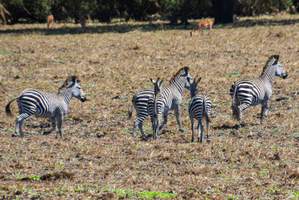 Zebraherde von hinten im größten Schutzgebiet für wilde Tiere