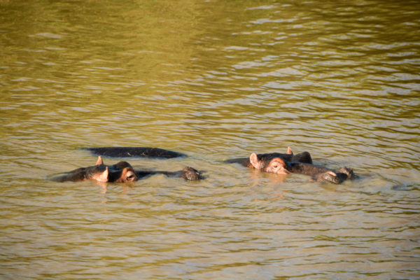 Zwi Hippos schauen aus dem Saint Lucia River hervor