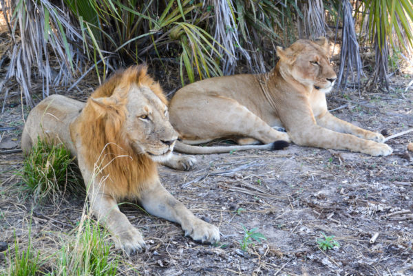 Löwenmännchen und löwenweibchen im Selous National Game Reserve