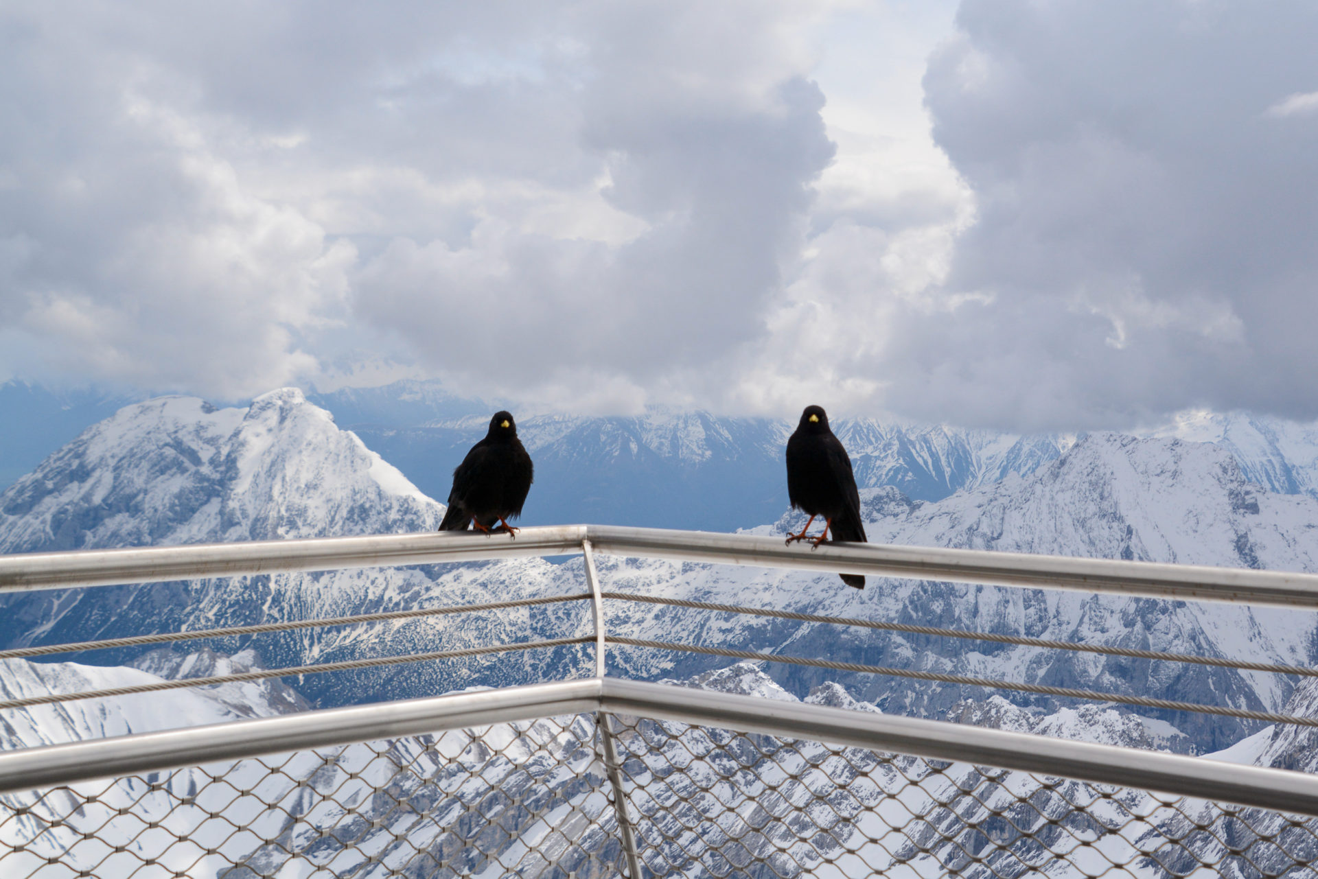 Zwei Raben auf dem Geländer der Aussichtsplattform der Zugspitze