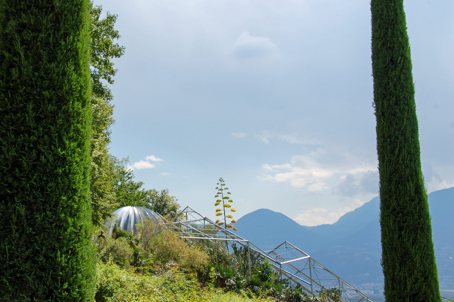 Agave zwischen zwei Zypressen vor den Bergen Südtirols