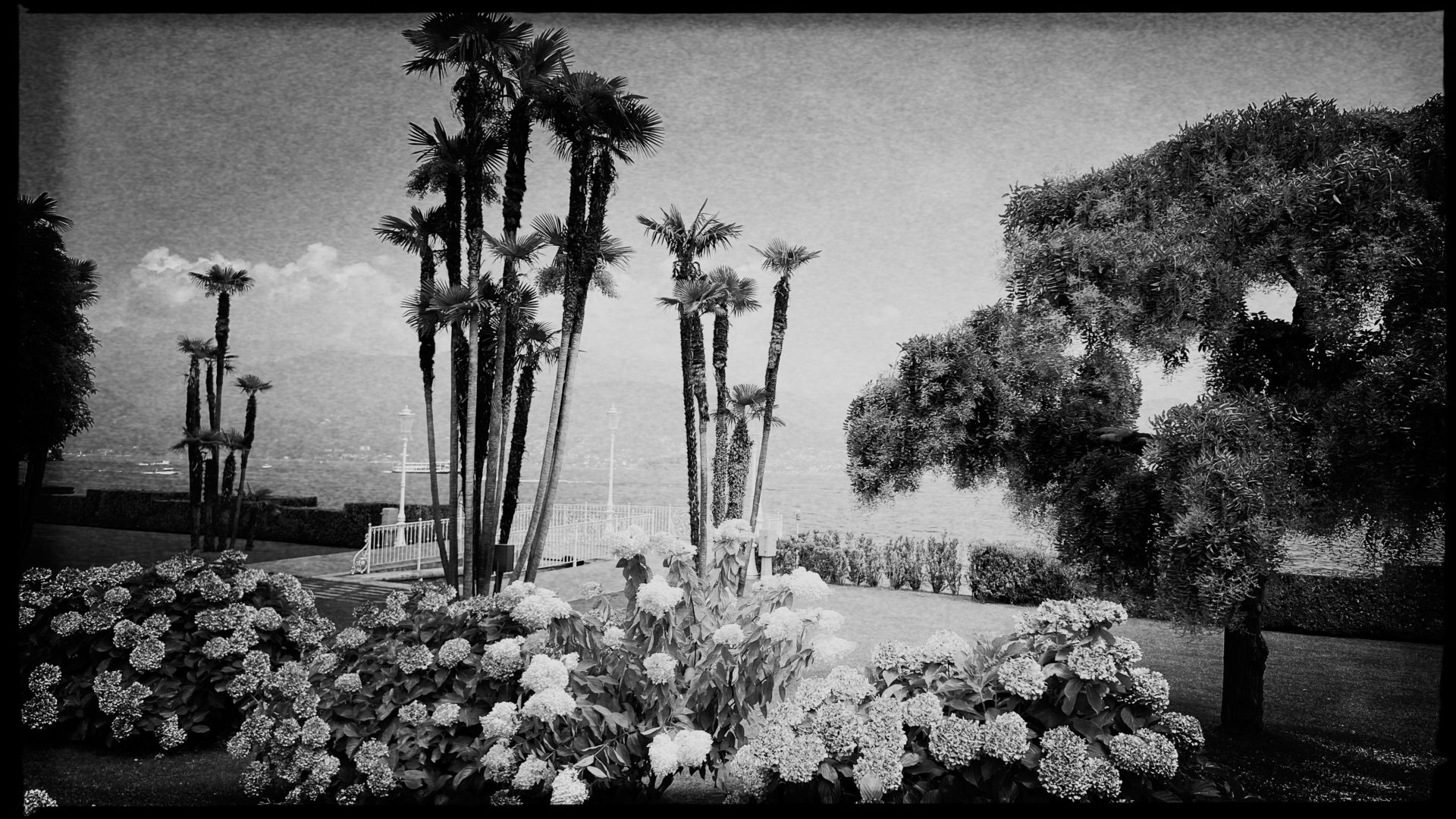 Garten mit Palmen und Hortensien in der Nähe von Stresa in Norditalien