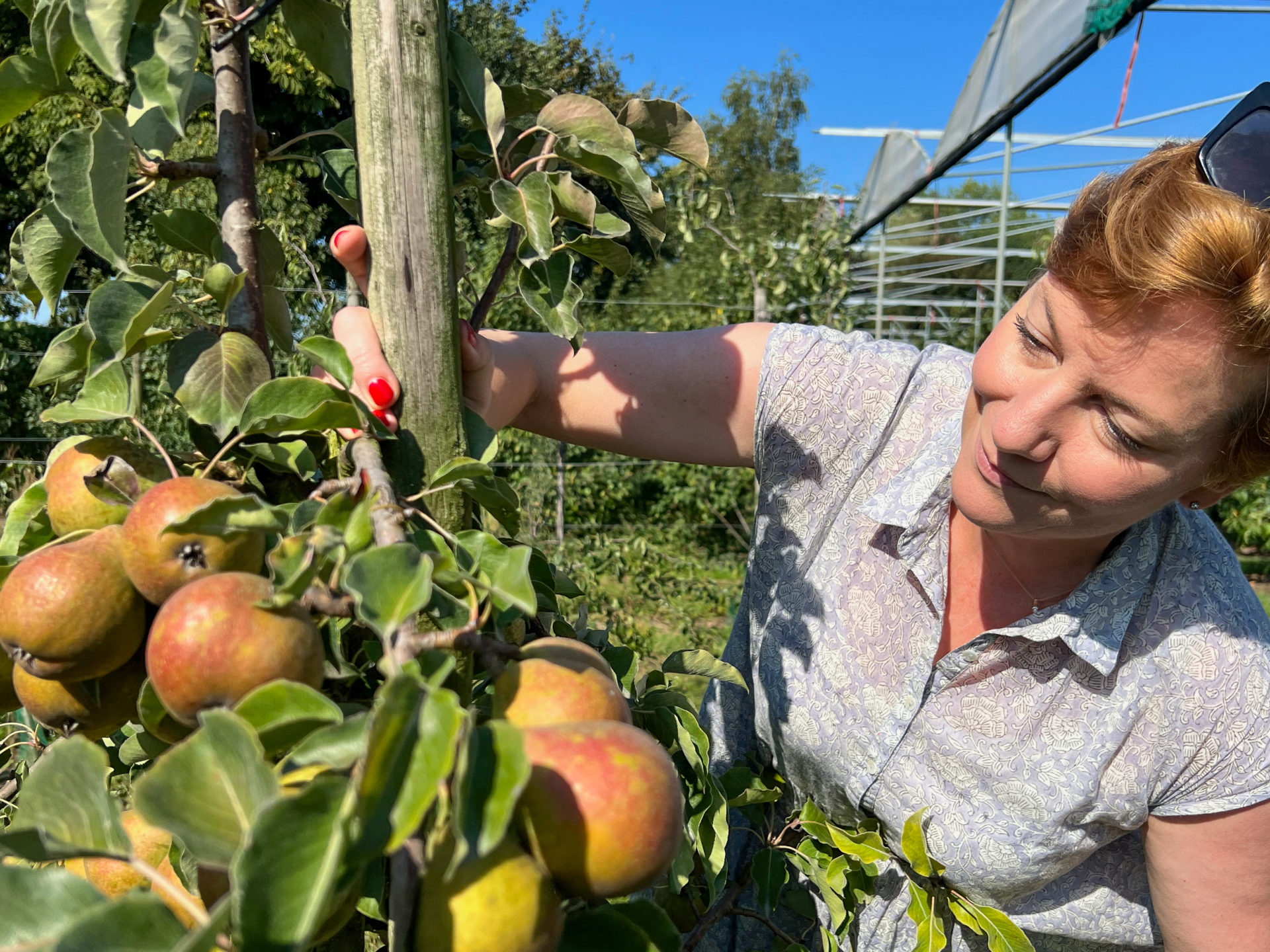 Frau begutachtet die Äpfel auf dem Obsthof der Hoenderik im niederländischen Rivierenland