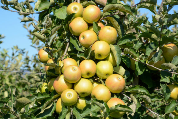 Farbenfrohe, reife Äpfel am Baum im Obstgarten der Niederlande