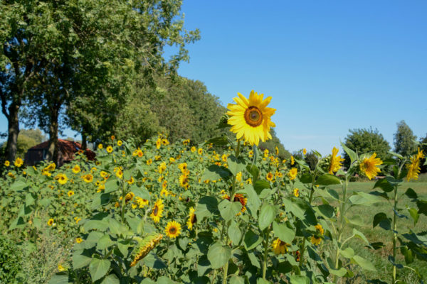 Der Anblick von diesem Sonnenblumenfeld war Krönung für das perfekte Wochenende im Rivierenland