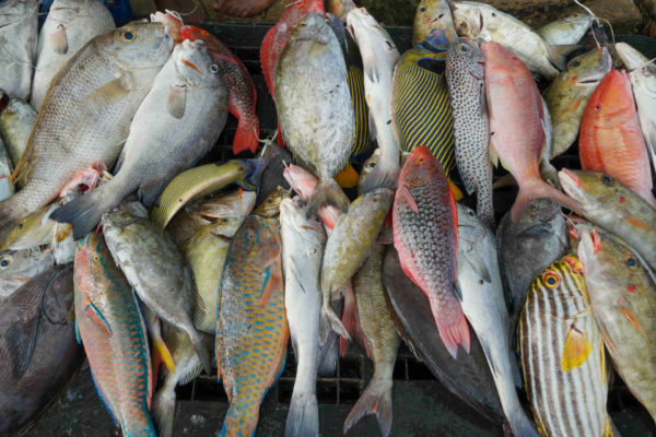 Speisefische und tropische Fische auf einem Stand in den Seychellen