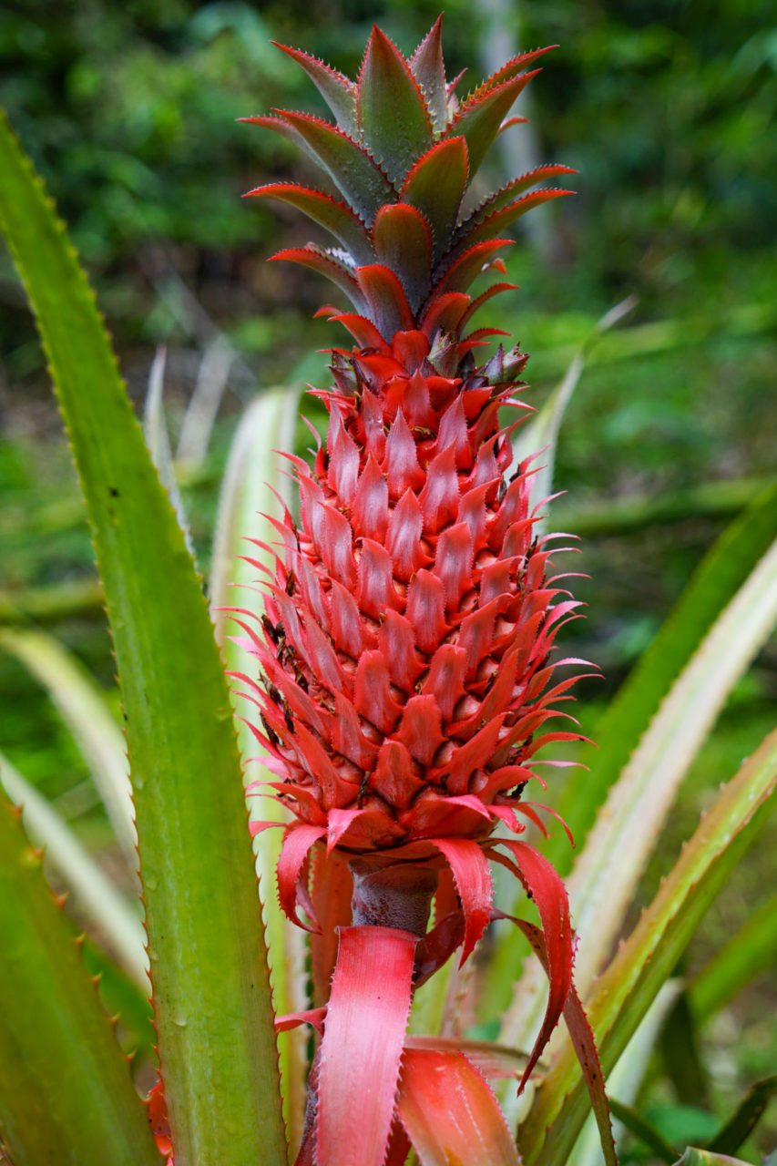 Eine unreife Ananas