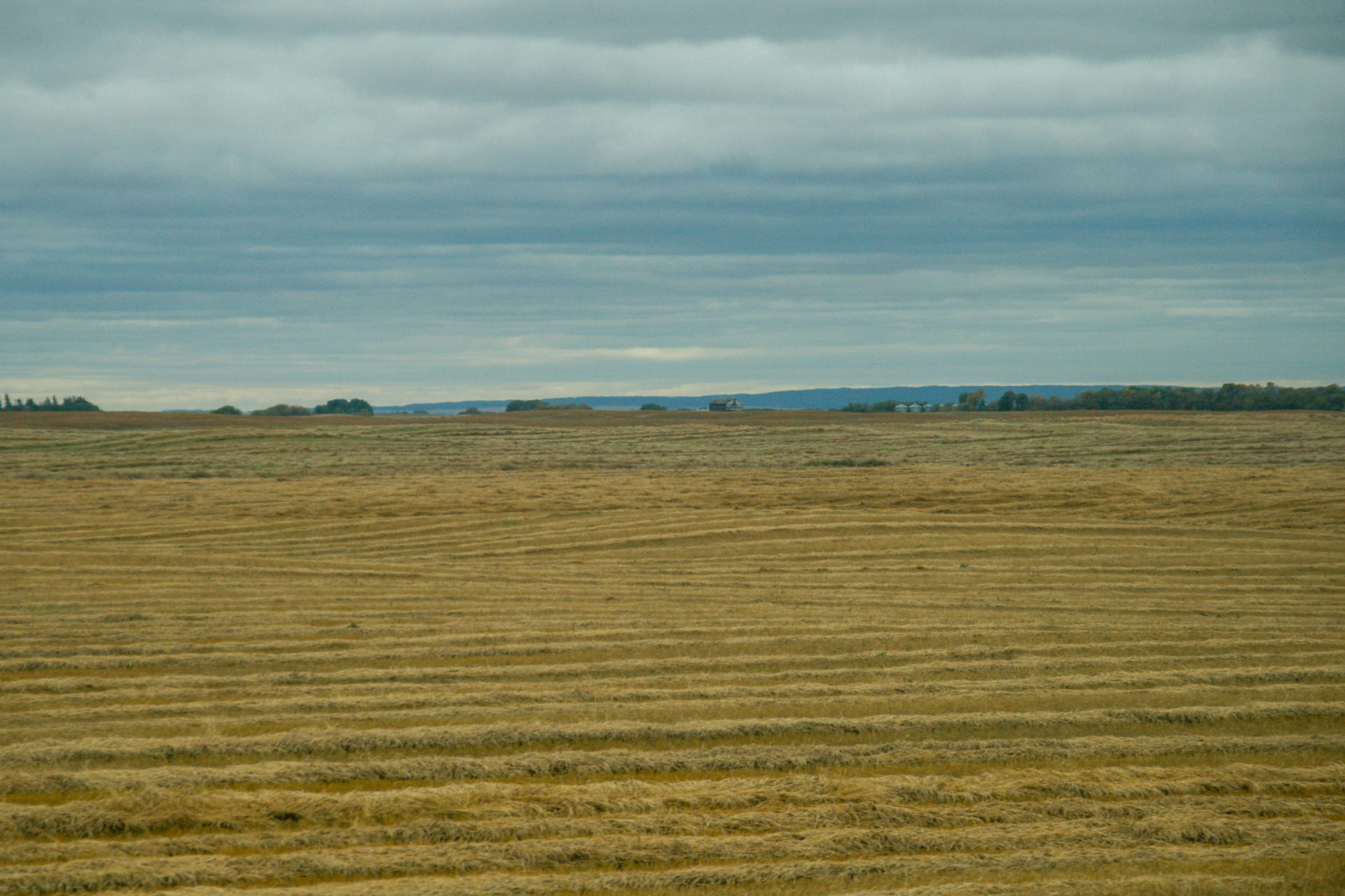 Kornfelder in Sasketchewan
