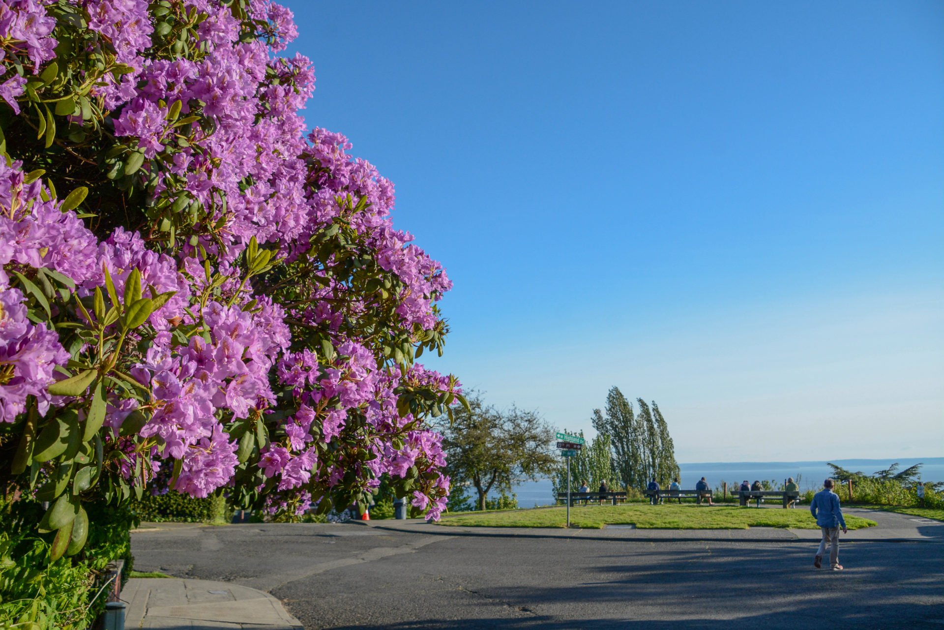 Rhododendron mit Blick aufs Meer in Queen Anne in Seattle